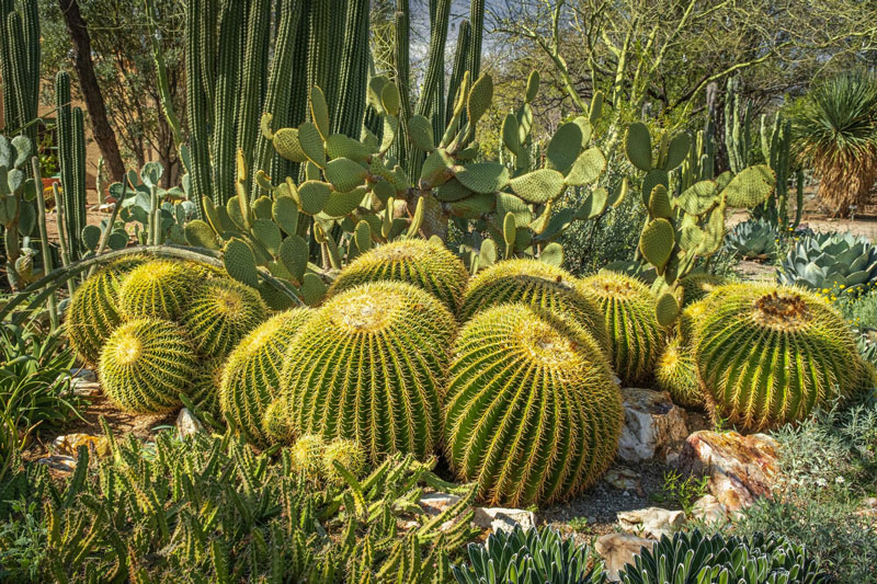 Varios tipos de cactus