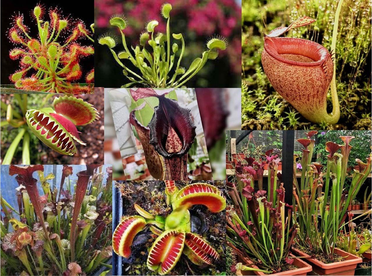 Colage de plantas